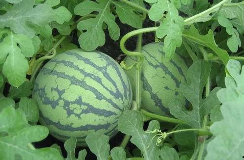 盐城网红吃瓜事件