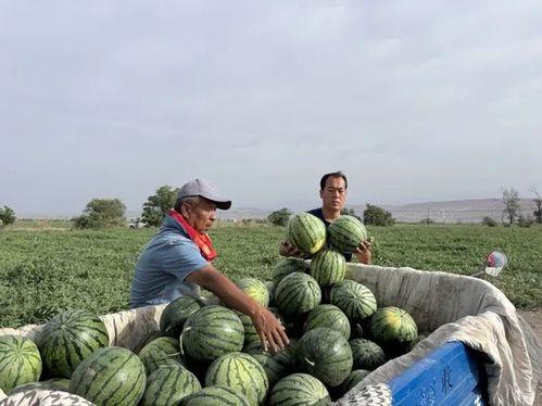 19年网络吃瓜事件