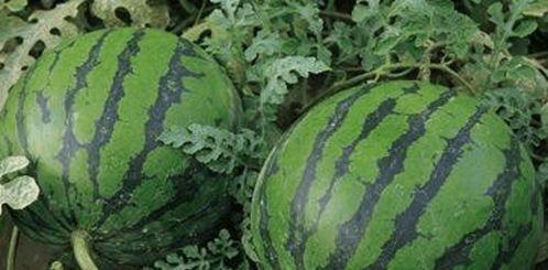 最新吃瓜官网,吃瓜官网独家爆料，明星幕后故事大公开！