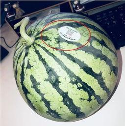 和县网红吃瓜,揭秘网络红人的幕后故事