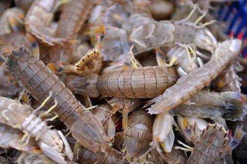 吃瓜网热门事件皮皮虾,吃瓜网友热议的焦点