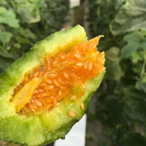 吃瓜网红图片头像大全