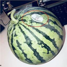 吃瓜网红图片头像大全