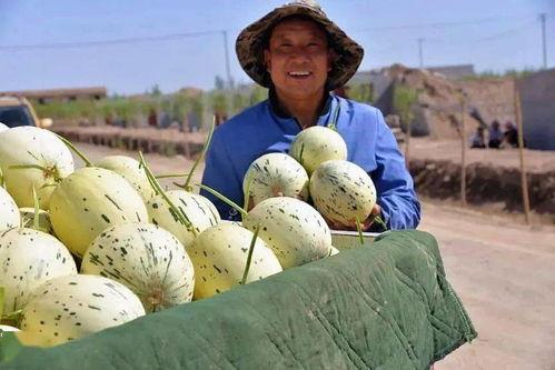 藏族网红吃瓜是谁发明的,揭秘这一独特美食的发明者之谜
