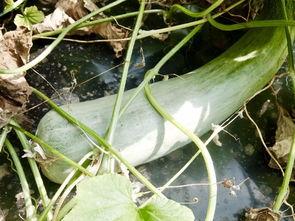 最火吃瓜网红排名,揭秘网络红人的崛起之路