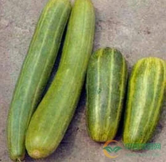 临沂吃生瓜网红叫什么