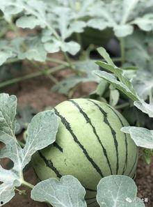 微信网红吃瓜,揭秘微信网红背后的那些事