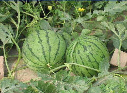 柳州网红吃瓜事件,一场网络狂欢背后的真相与反思