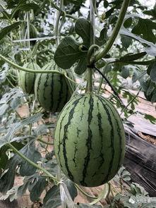 大化网红吃瓜,揭秘娱乐圈幕后真相