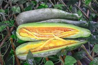 晨曦网红吃瓜链接