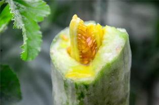 晨曦网红吃瓜链接