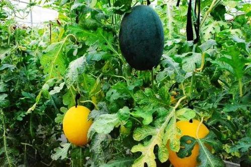 国产网暴吃瓜,吃瓜群众背后的真相与反思