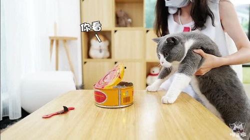 网瓜猫可以吃吗有毒吗视频,揭秘其毒性及食用风险 第2张 网瓜猫可以吃吗有毒吗视频,揭秘其毒性及食用风险 第2张