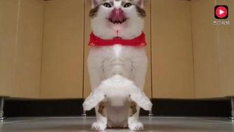 网瓜猫可以吃吗有毒吗视频,揭秘其毒性及食用风险 第3张 网瓜猫可以吃吗有毒吗视频,揭秘其毒性及食用风险 第3张