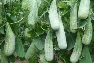 吃瓜网全球网 第3张 吃瓜网全球网 第3张