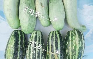 西藏山南网红吃瓜,揭秘西藏网红吃瓜新风尚