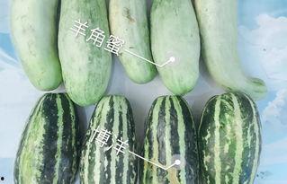 网红ruby吃瓜,吃瓜背后的故事与真相 第2张 网红ruby吃瓜,吃瓜背后的故事与真相 第2张